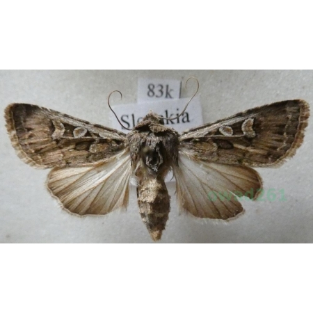 Euxoa temera (Hübner, 1808) Slovakia83k